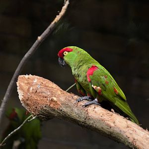Thick-billed parrot aviary (& turkeys)