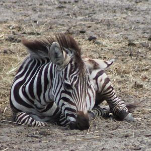 Young Zebra