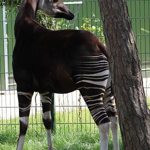 Okapi