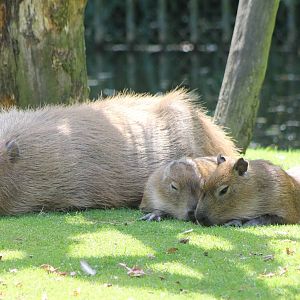Mother Capybara with young
