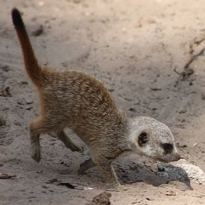 Baby Meerkat