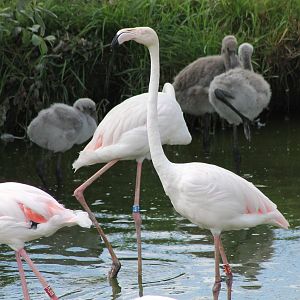 Greater flamingos with chicks