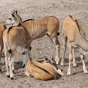Group of young Elands