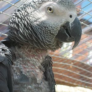 Filey Bird Garden and Animal Park, Popeye 2nd August 2013