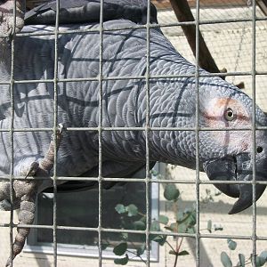 Filey Bird Garden and Animal Park, Charlie 2nd August 2013