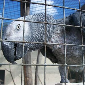 Filey Bird Garden and Animal Park, Charlie 2nd August 2013