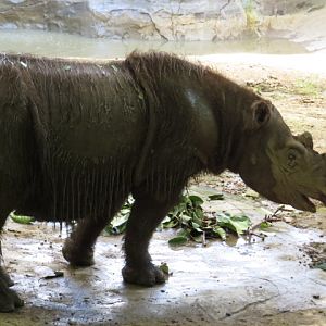 Harapan the Sumatran Rhino