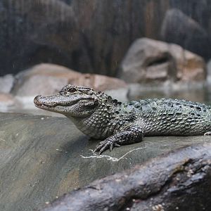 Yangtze Alligator