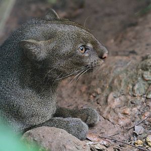 Jaguarundi
