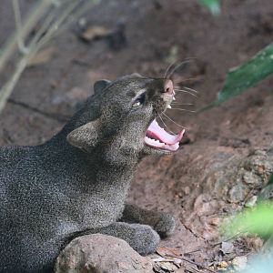 Jaguarundi