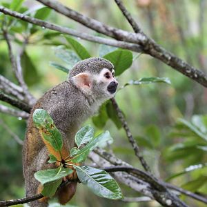 Common Squirrel Monkey
