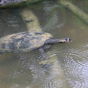 Turtle ID?