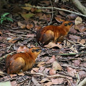 Mouse Deer