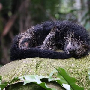 Binturong