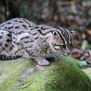 Fishing Cat