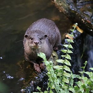 Small Clawed Otter