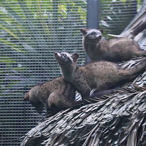 Common Palm Civets
