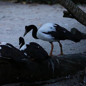 Duck / Goose ID Please