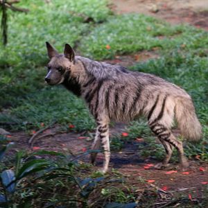 Striped Hyena