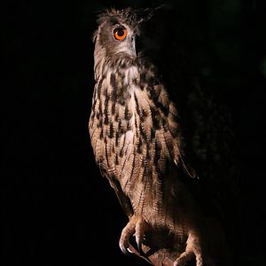 Eagle Owl?