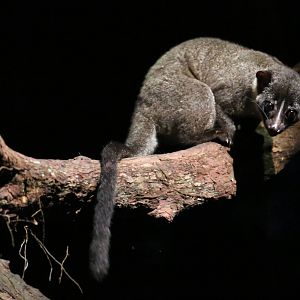 Small-toothed Palm Civet