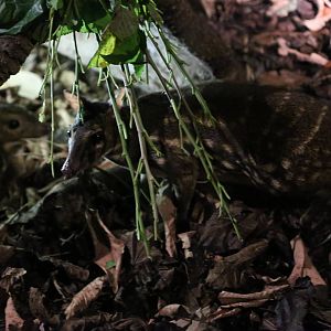 Indian Spotted Mousedeer
