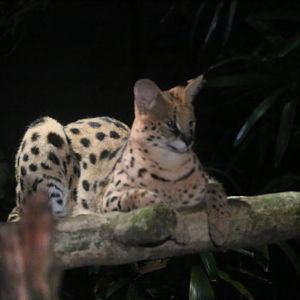 Serval