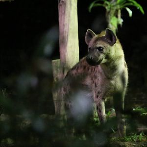 Spotted Hyena