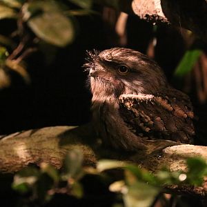 Tawny Frogmouth