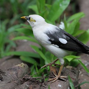 Black-winged Starling