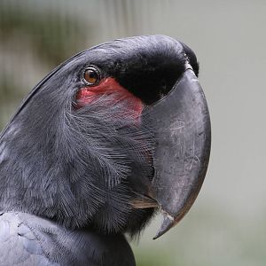 Goliath Palm Cockatoo