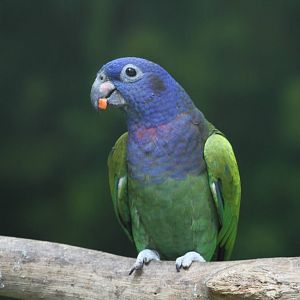 Blue-headed Parrot