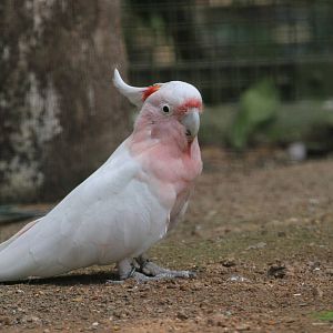 Major Mitchell's Cockatoo