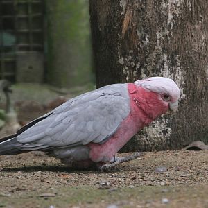 Galah