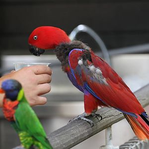 Lory ID?
