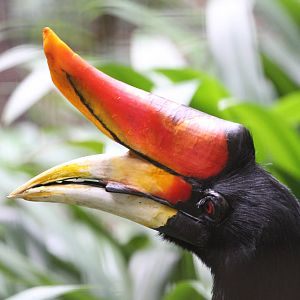 Rhinocerous Hornbill