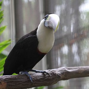 Cuvier's Toucan