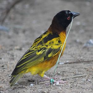 Village weaver male