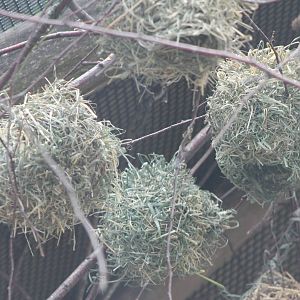 Nests of Village weavers