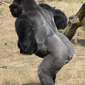 Gorilla male