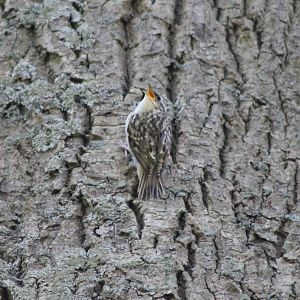 Short-toed treecreeper