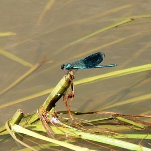 Banded Demoiselle
