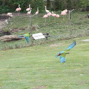 Military Macaws in flying display 19th May 2013