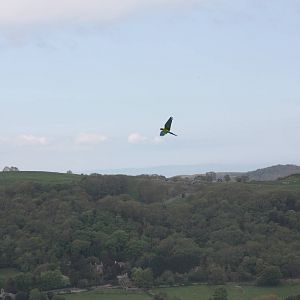 Military Macaw in flying display 19th May 2013
