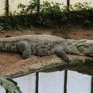 Mugger crocodile