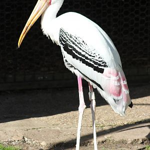 Painted stork