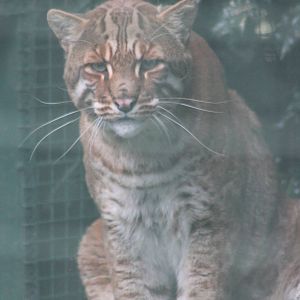 Chinese golden cat