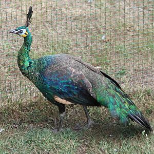 Javan green peacock