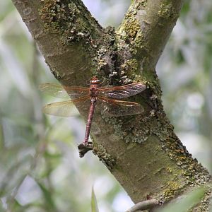 Brown hawker