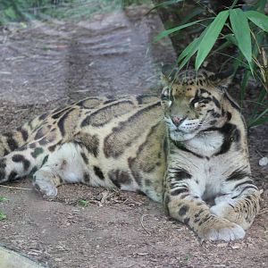Clouded leopard